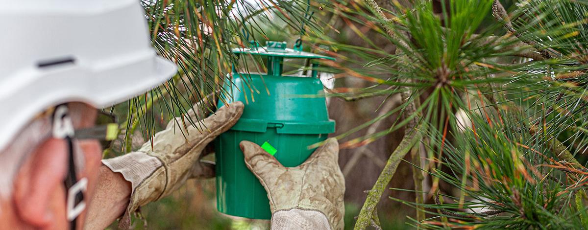Chenille processionnaire : la lutte continue