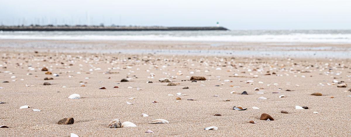 Présence de « larmes de sirène » : La Ville porte plainte