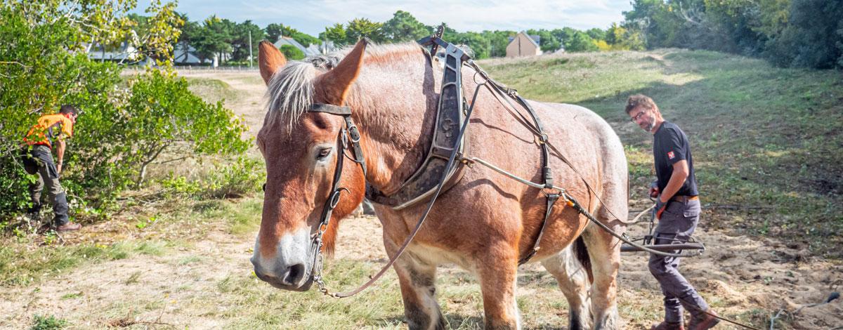 Un cheval pour s’attaquer aux invasives sur la Dune Grise de Bonne Source