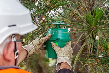 Chenille processionnaire : la lutte continue