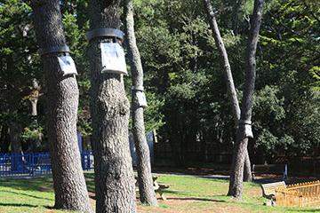 Chenille processionnaire : le moment de poser les pièges !