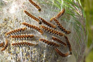 Lutte contre la chenille processionnaire du pin : traitement à partir de lundi
