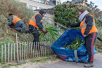 Défendre la dune contre l’envahissement des Yuccas