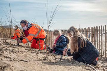 plantation oyats préservation dune
