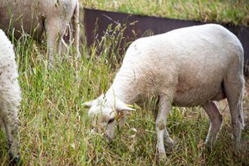 Mais où sont passés les moutons ?