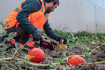 De la terre à l’assiette : des courges bio pornichétines pour les restaurants scolaires