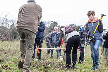Dune grise de Bonne Source : venez éradiquer les plantes invasives le mercredi 27 octobre