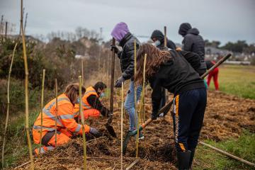 une naissance un arbre
