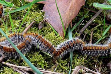 chenilles