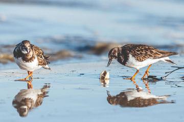 Le Club Photo de Pornichet en réouverture de la Salle d’Expo