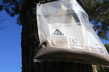 Chenille processionnaire du pin : luttons collectivement !