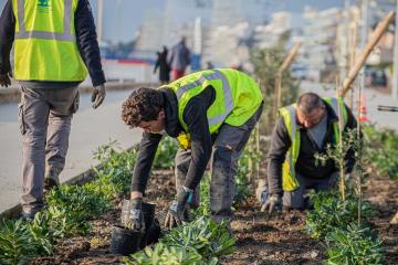 plantation front de mer