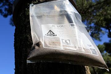 Lutte contre la chenille processionnaire du pin : c’est le moment de s’inscrire !