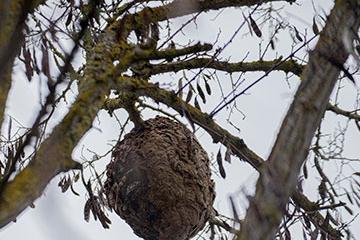 Nid de frelons asiatiques : signalez leur présence !